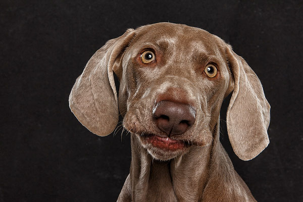 Studio-Seikel / Hunde mit Charakter / Kunst-Projekt / Werbefotografie / Hundefotos / Tierfotografie / Hundefotografie