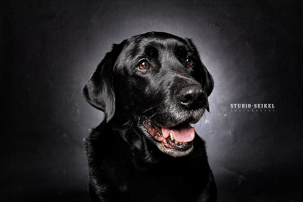 Studio-Seikel / Hunde mit Charakter / Kunst-Projekt / Werbefotografie / Hundefotos / Tierfotografie / Hundefotografie