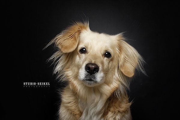 Studio-Seikel / Hunde mit Charakter / Kunst-Projekt / Werbefotografie / Hundefotos / Tierfotografie / Hundefotografie