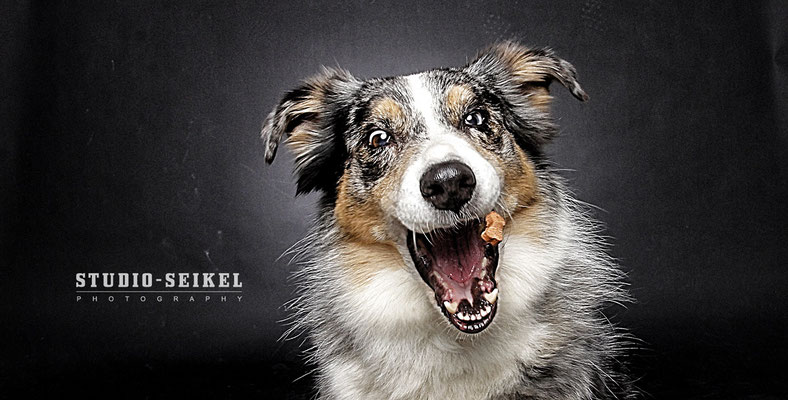 Studio-Seikel / Hunde mit Charakter / Kunst-Projekt / Werbefotografie / Hundefotos / Tierfotografie / Hundefotografie
