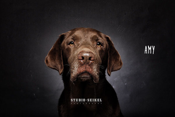 Studio-Seikel / Hunde mit Charakter / Kunst-Projekt / Werbefotografie / Hundefotos / Tierfotografie / Hundefotografie