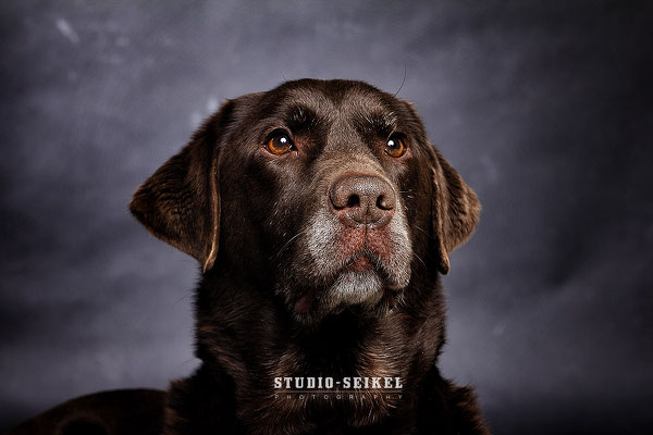 Studio-Seikel / Hunde mit Charakter / Kunst-Projekt / Werbefotografie / Hundefotos / Tierfotografie / Hundefotografie