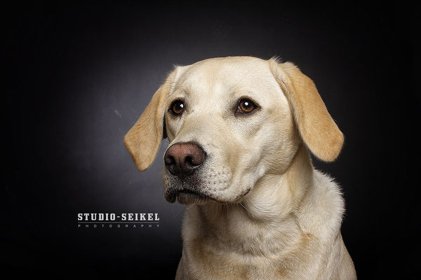 Studio-Seikel / Hunde mit Charakter / Kunst-Projekt / Werbefotografie / Hundefotos / Tierfotografie / Hundefotografie