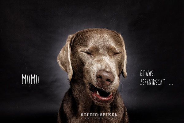 Studio-Seikel / Hunde mit Charakter / Kunst-Projekt / Werbefotografie / Hundefotos / Tierfotografie / Hundefotografie