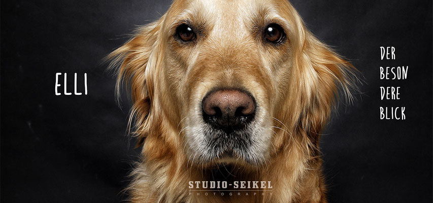 Studio-Seikel / Hunde mit Charakter / Kunst-Projekt / Werbefotografie / Hundefotos / Tierfotografie / Hundefotografie