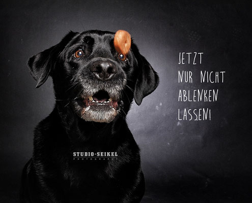 Studio-Seikel / Hunde mit Charakter / Kunst-Projekt / Werbefotografie / Hundefotos / Tierfotografie / Hundefotografie