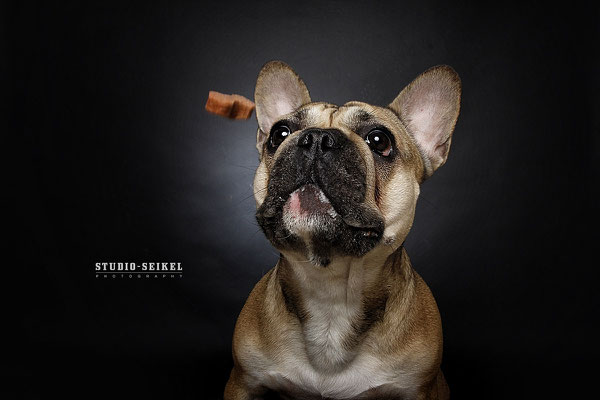 Studio-Seikel / Hunde mit Charakter / Kunst-Projekt / Werbefotografie / Hundefotos / Tierfotografie / Hundefotografie