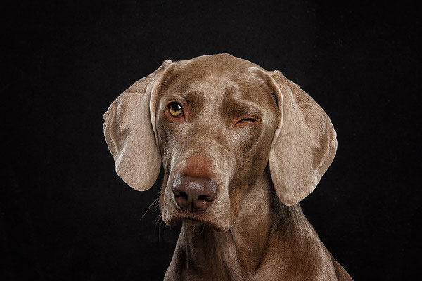 Studio-Seikel / Hunde mit Charakter / Kunst-Projekt / Werbefotografie / Hundefotos / Tierfotografie / Hundefotografie