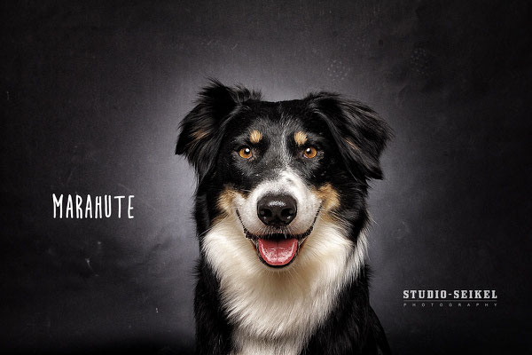 Studio-Seikel / Hunde mit Charakter / Kunst-Projekt / Werbefotografie / Hundefotos / Tierfotografie / Hundefotografie