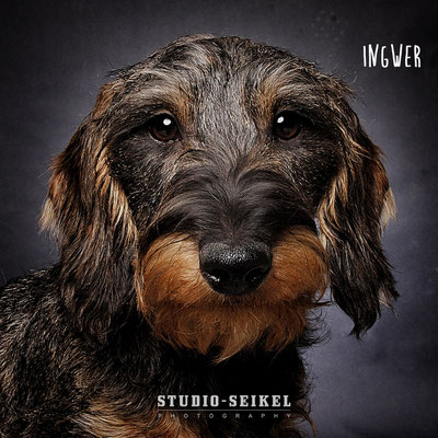 Studio-Seikel / Hunde mit Charakter / Kunst-Projekt / Werbefotografie / Hundefotos / Tierfotografie / Hundefotografie