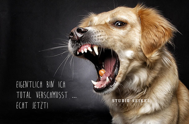 Studio-Seikel / Hunde mit Charakter / Kunst-Projekt / Werbefotografie / Hundefotos / Tierfotografie / Hundefotografie