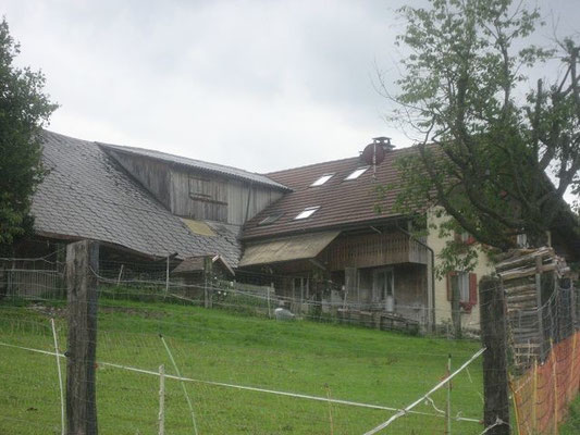 Vogel Hansueli und Willy, Kopfacher