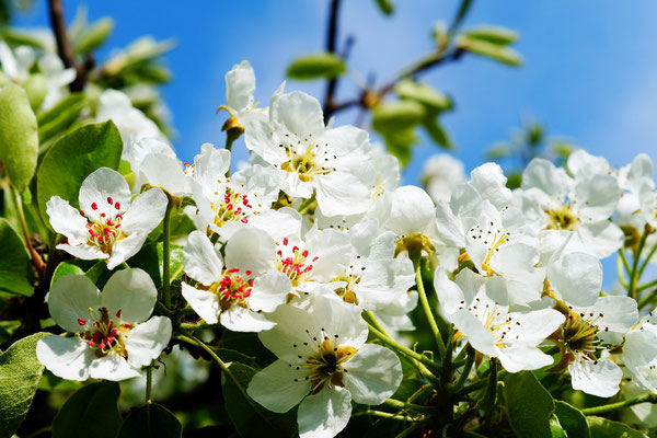 Obstblüte