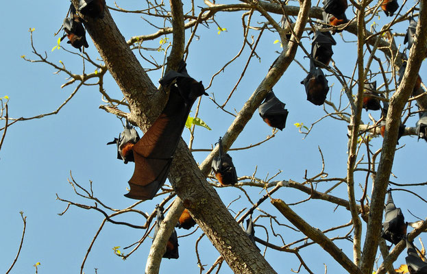Litchfield National Park - Bats bei den Wangi Falls