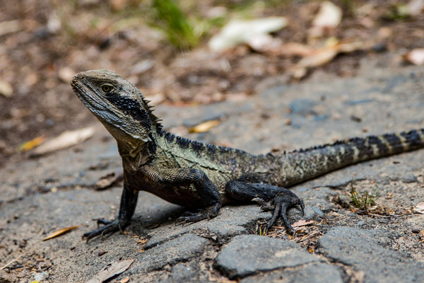 Breadleys Head (Sydney Harbour NP) - Water Dragon