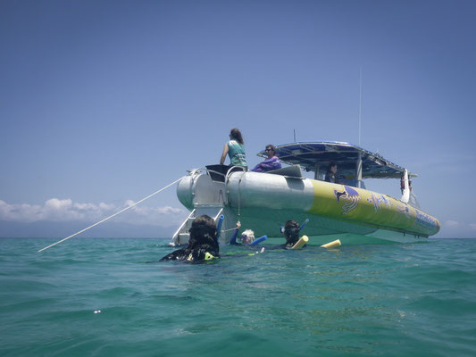 Schnorchel-Tour mit 'Ocean Safari', Cape Tribulation