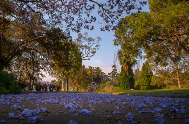 Royal Botanic Garden - Jacarandas