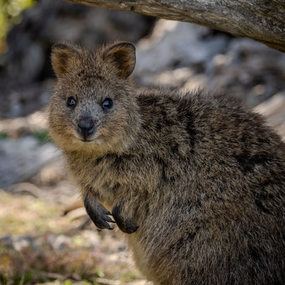 Rottnest Island - Quokkas am Morgen