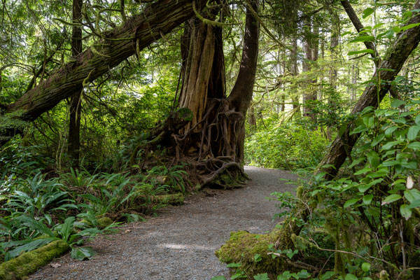 Ucluelet - Wild Pacific Trail