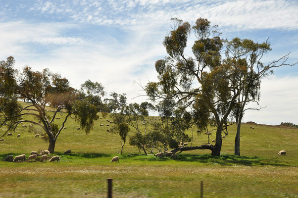 Richtung Barossa Valley