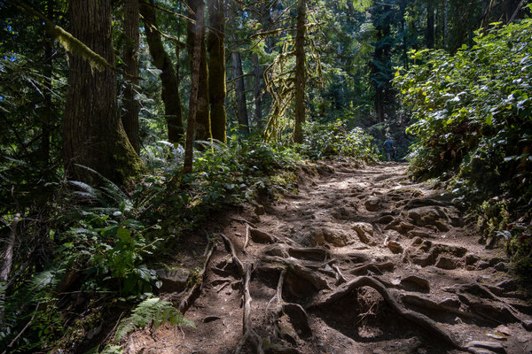 Little Qualicum Falls Provincial Park - Rundwanderung