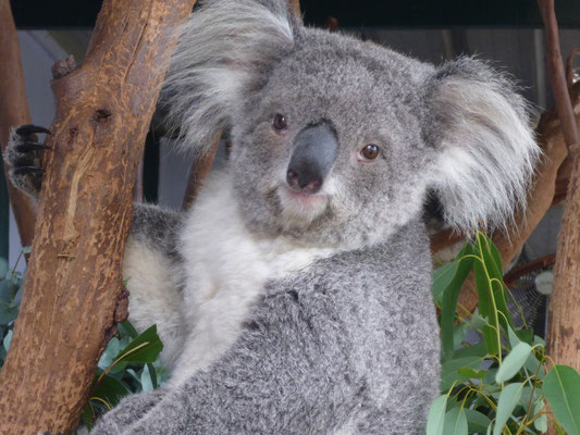 Featherdale Wildlife Park