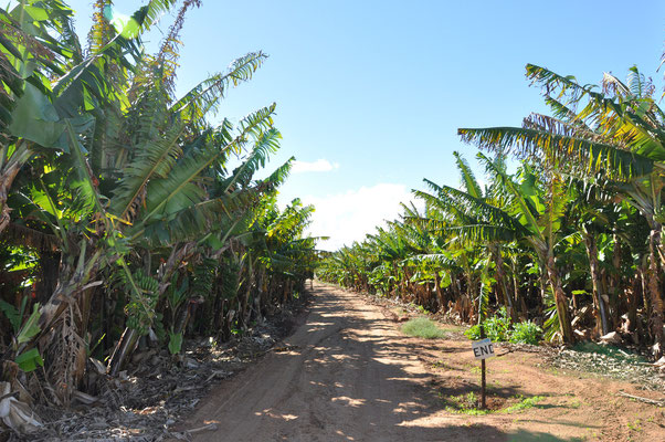 Bananenplantage in Carnarvon