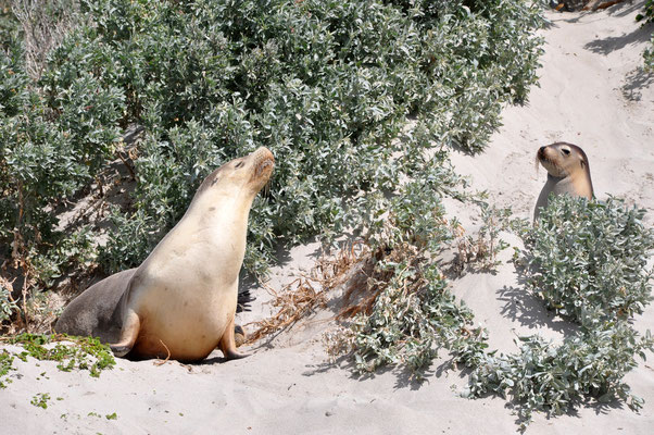 Seal Bay - Seerobbenkolonien