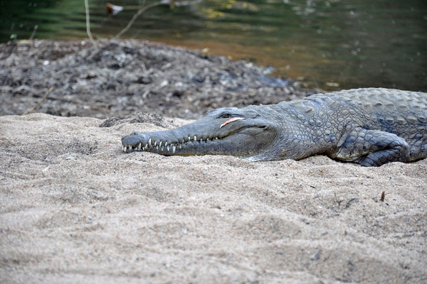 Windiana Gorge - Süsswasser-Krokodile