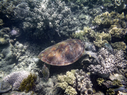 Schnorchel-Tour mit 'Ocean Safari', Cape Tribulation