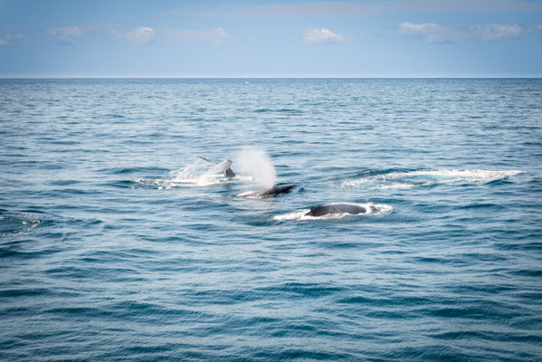 Whale Watching in Brisbane