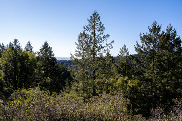 'Muir Woods National Monument' - oben angekommen beim 'Panoramic Trail'