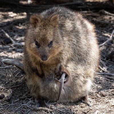 Rottnest Island - Quokkas am Morgen - ein Junges ist im Beutel