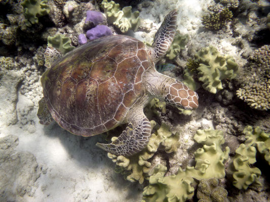 Schnorchel-Tour mit 'Ocean Safari', Cape Tribulation