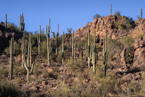 Picture Rock Trail