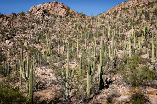 Saguaro National Park West - Hugh Norris Trail