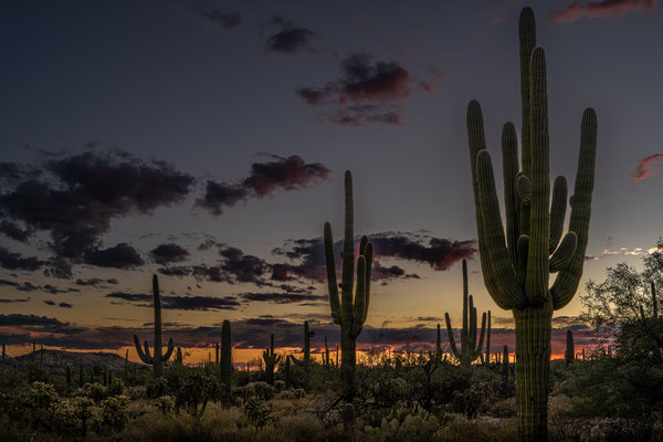 Sabino Canyon - Sunset