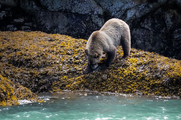 Port McNeill/Knight Inlet - Grizzly Tour mit 'Sea Wolf Adventures' - Grizzly-Sichtung