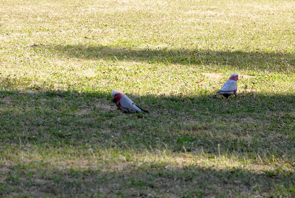 im Park hinter dem Barossa Valley Tourist Park - Galah