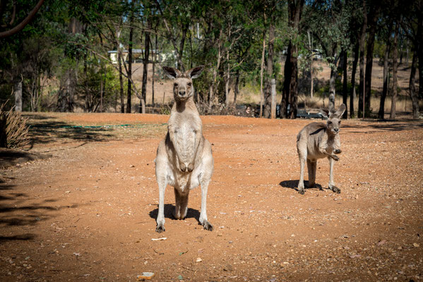 Rubyvale Gemseeker Caravan Park - Känguru