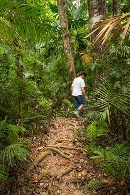 Cassiowary Trail beim Camping - auf der Suche nach dem Kasuar
