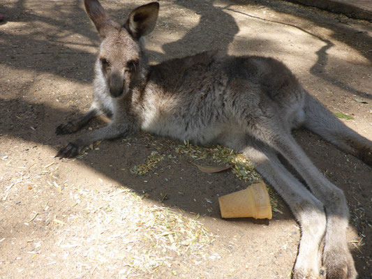 Featherdale Wildlife Park