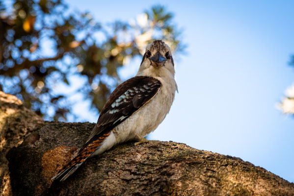 Watsons Bay - Lachender Hans (Kookaburra) im Robertson Park