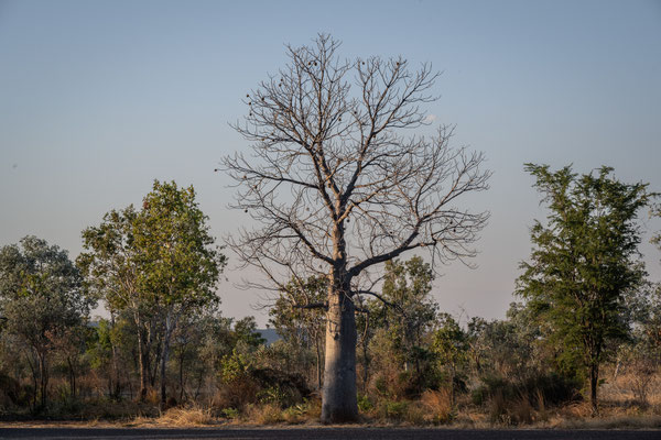 East Kimberley - der Boab von Dunham River Rest Area