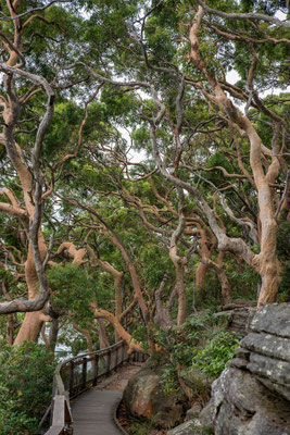 Angophora Walk, Breadleys Head (Sydney Harbour NP)