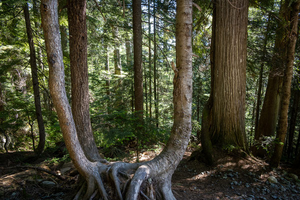 Cypress Provincial Park - Wanderung zum Bowen Lookout