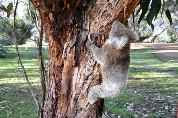 Kangaroo Island Caravan Park - Koala auf dem Campingplatz