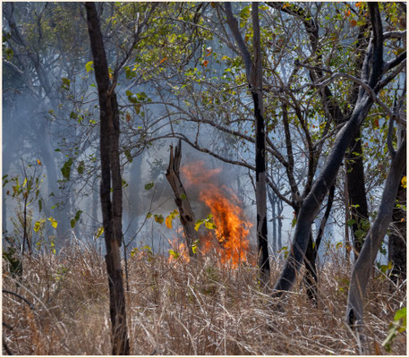 Victoria Highway - Bushfire