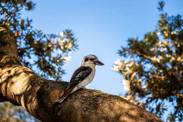 Watsons Bay - Lachender Hans (Kookaburra) im Robertson Park
