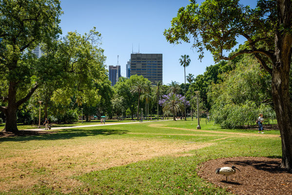 Hyde Park - mitten in Sydney